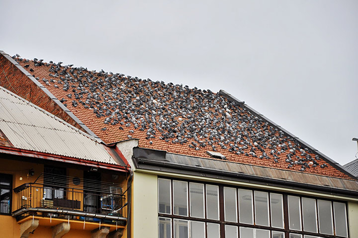 A2B Pest Control are able to install spikes to deter birds from roofs in The Bookhams. 