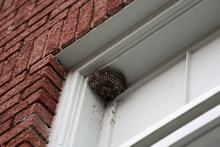 We provide a wasp nest removal service for domestic and commercial properties in The Bookhams.